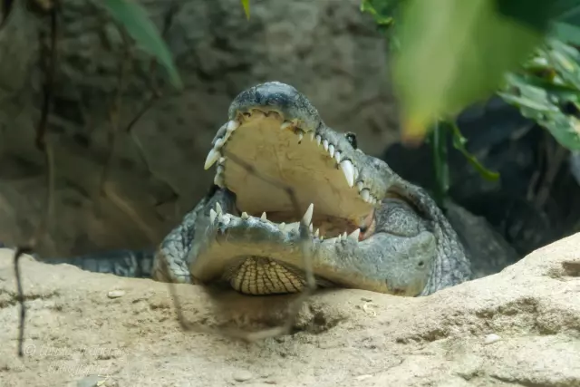 Crocodile Sunbathing | 