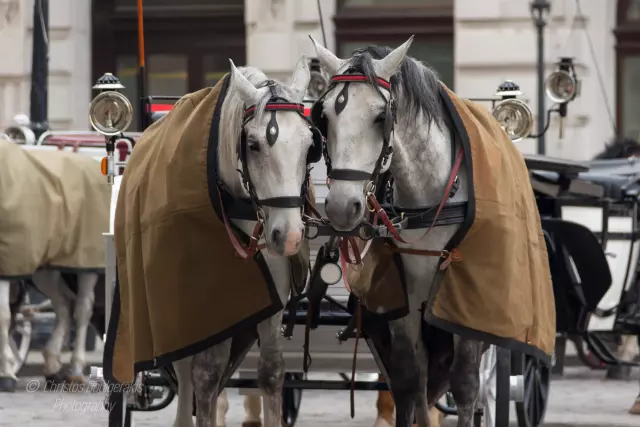 Carriage Horses Cuddling Up | 