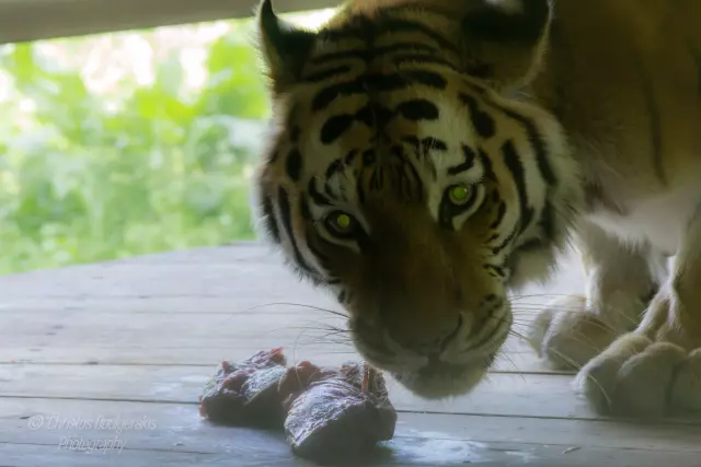 Siberian Tiger Ready For The Meal | 