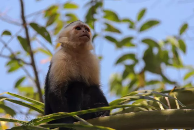 Monkey Sitting On A Tree Branch | 